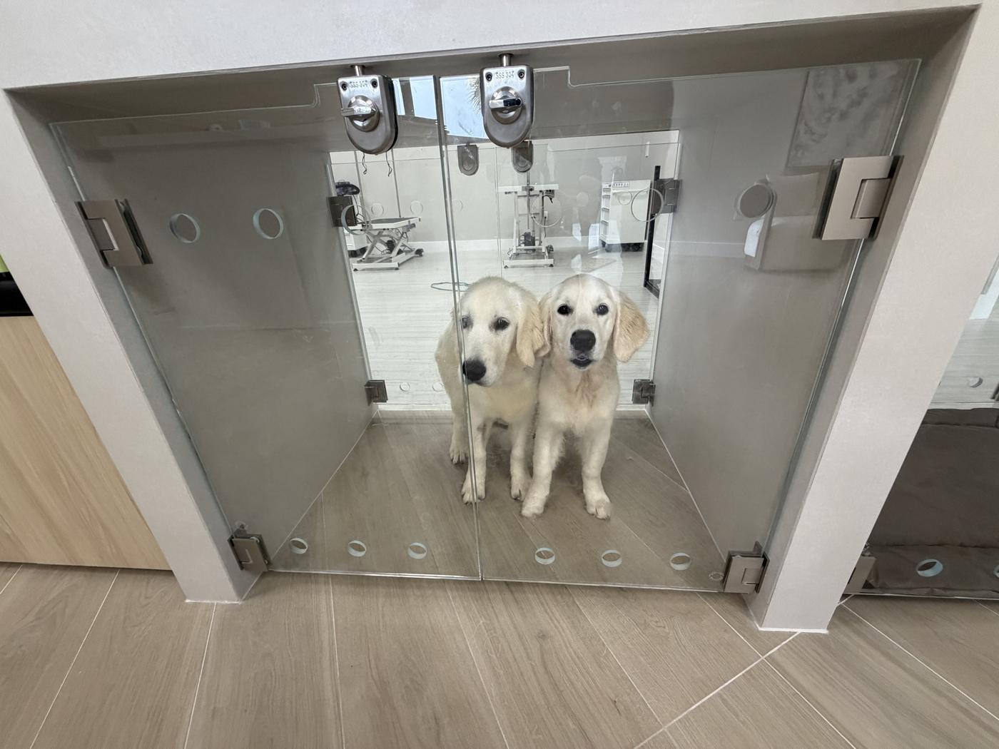 Two golden retriever puppies looking out from a glass-front suite