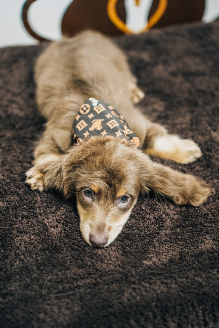 ZenSpawt Luxe Pet Spa (16)
